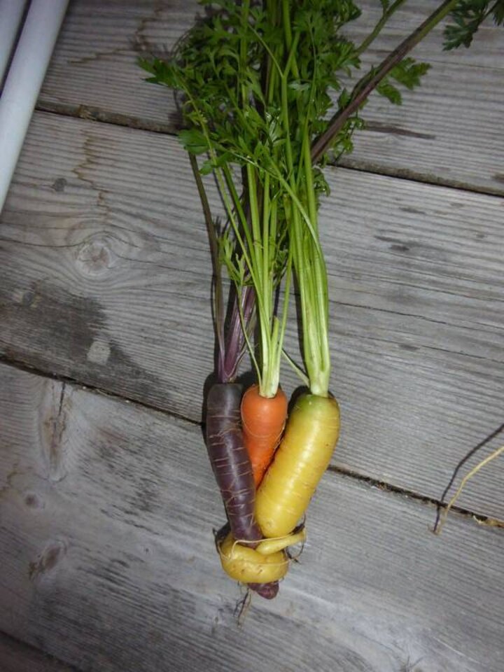 Hannas Kunterbunte Karottenfamilie